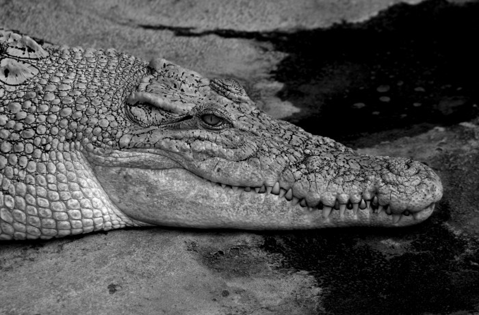 Krokodil 01